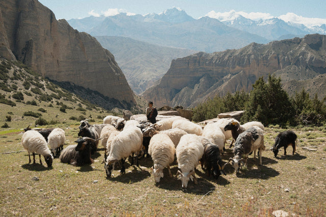 HIMALAYAN WOOL: A CONVERSATION WITH SANTOSH